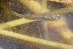 Fundulus diaphanus
