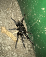 Aphonopelma seemanni