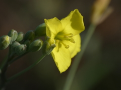 Diplotaxis tenuifolia