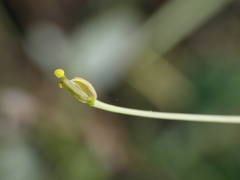 Diplotaxis tenuifolia