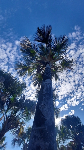 moriche palm