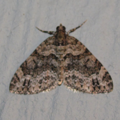 Hammaptera parinotata