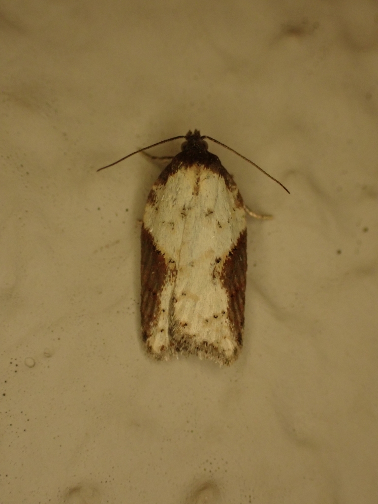 Schaller's Acleris Moth