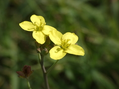Diplotaxis tenuifolia