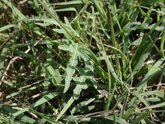 Diplotaxis tenuifolia