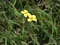Diplotaxis tenuifolia