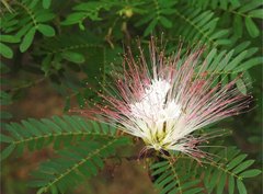 Calliandra riparia