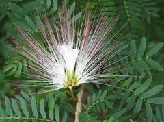 Calliandra riparia