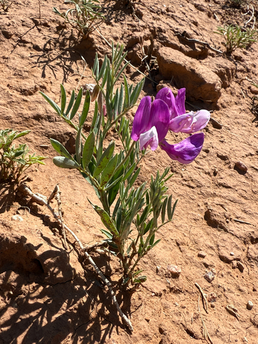 Manystem Pea (Lathyrus decaphyllus)