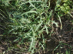 Diplotaxis tenuifolia