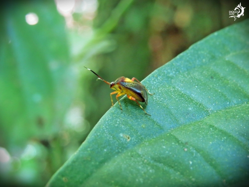 Taedia similaris