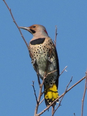 Colaptes auratus auratus
