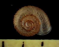 Vallonia perspectiva