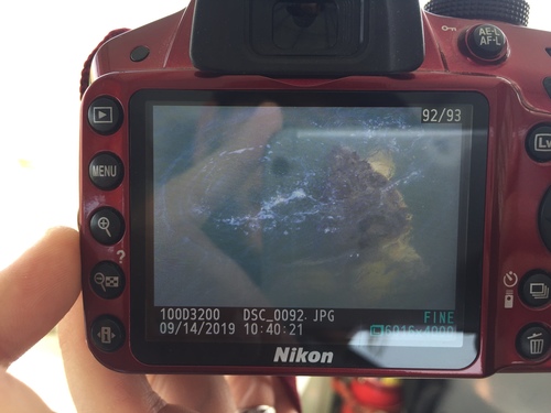 Loggerhead Sea Turtle photographed in New Jersey