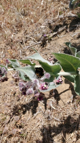iNaturalist observation photo of Crotch's Bumble Bee