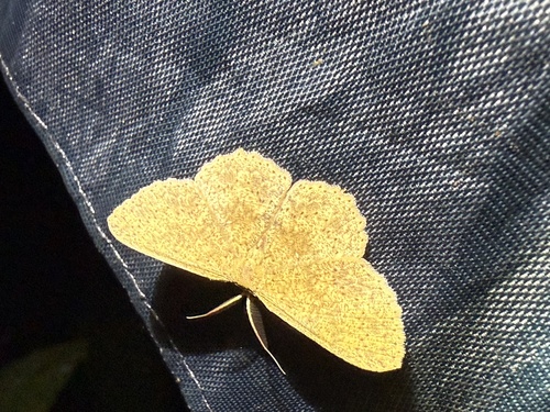 Cyclophora leonaria