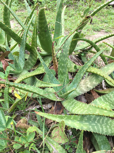 Aloe maculata image