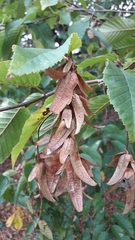 Carpinus betulus