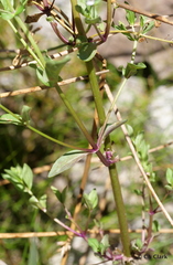 Veronica anagallis-aquatica