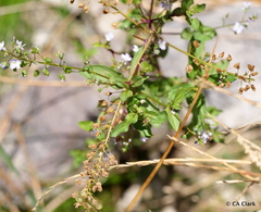 Veronica anagallis-aquatica