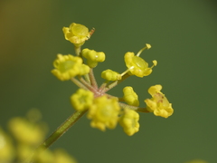 Pastinaca sativa
