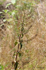Veronica anagallis-aquatica