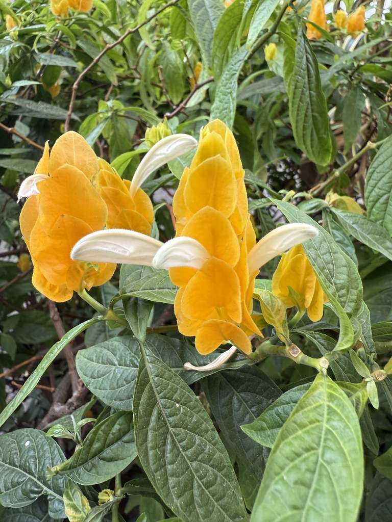 golden shrimp plant from Calle Independencia, Colima, Col., MX on May ...