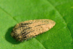 Acmaeodera cuprina