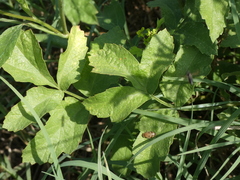 Pastinaca sativa
