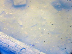 Gerromorpha