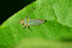 Graphocephala aurolineata