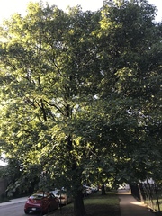 Acer platanoides