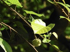 Byttneria grandifolia