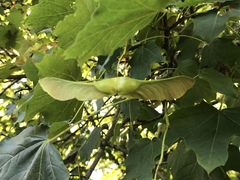 Acer platanoides
