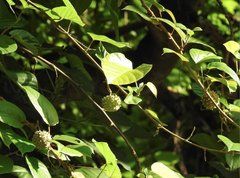 Byttneria grandifolia
