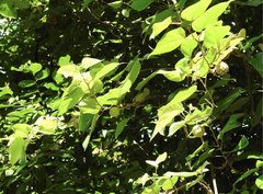 Byttneria grandifolia