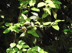 Byttneria grandifolia