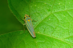 Graphocephala aurolineata
