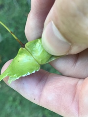 Acer platanoides