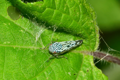 Graphocephala edwardsii