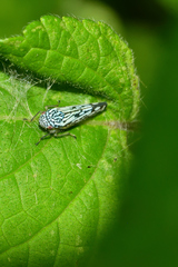 Graphocephala edwardsii