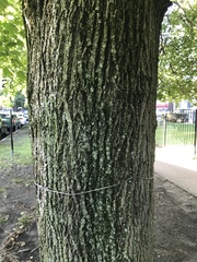 Acer platanoides