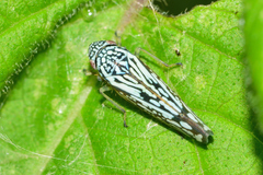 Graphocephala edwardsii