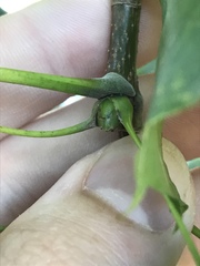 Acer platanoides