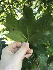 Acer platanoides