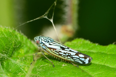 Graphocephala edwardsii