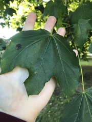 Acer platanoides