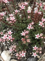 Sedum cockerellii