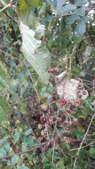 Rubus fruticosus