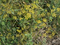 Pastinaca sativa